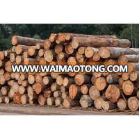 Eucalyptus Wood Logs