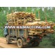 Acacia wood logs