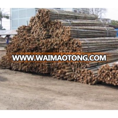 EUCALYPTUS GLOBULUS LABILL LOGS FOR CONSTRUCTION