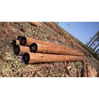 Eucalyptus logs